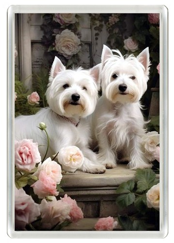 Westie west highland white - westie,
