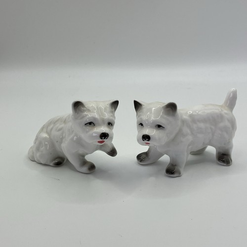 West highland terrier - terrier, dog