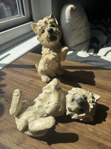 West highland terrier - 2,