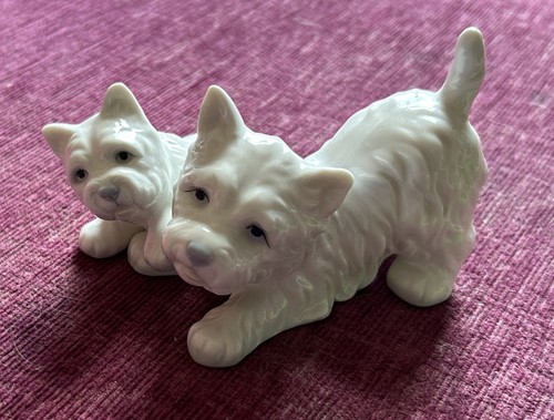 Westie dog pup - &,