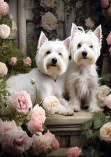 WEST HIGHLAND WHITE TERRIER
