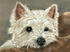 West Highland terrier picture