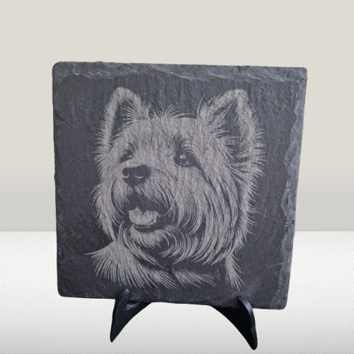 Westie west highland - highland, terrier