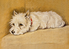 WEST HIGHLAND WHITE TERRIER