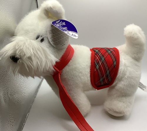 White west highland - highland, terrier