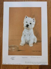 Westie West Highland Terrier