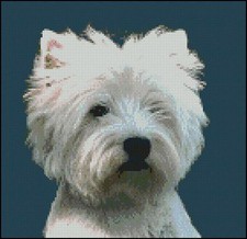 West Highland Terrier Counted