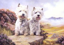 WEST HIGHLAND WHITE TERRIER